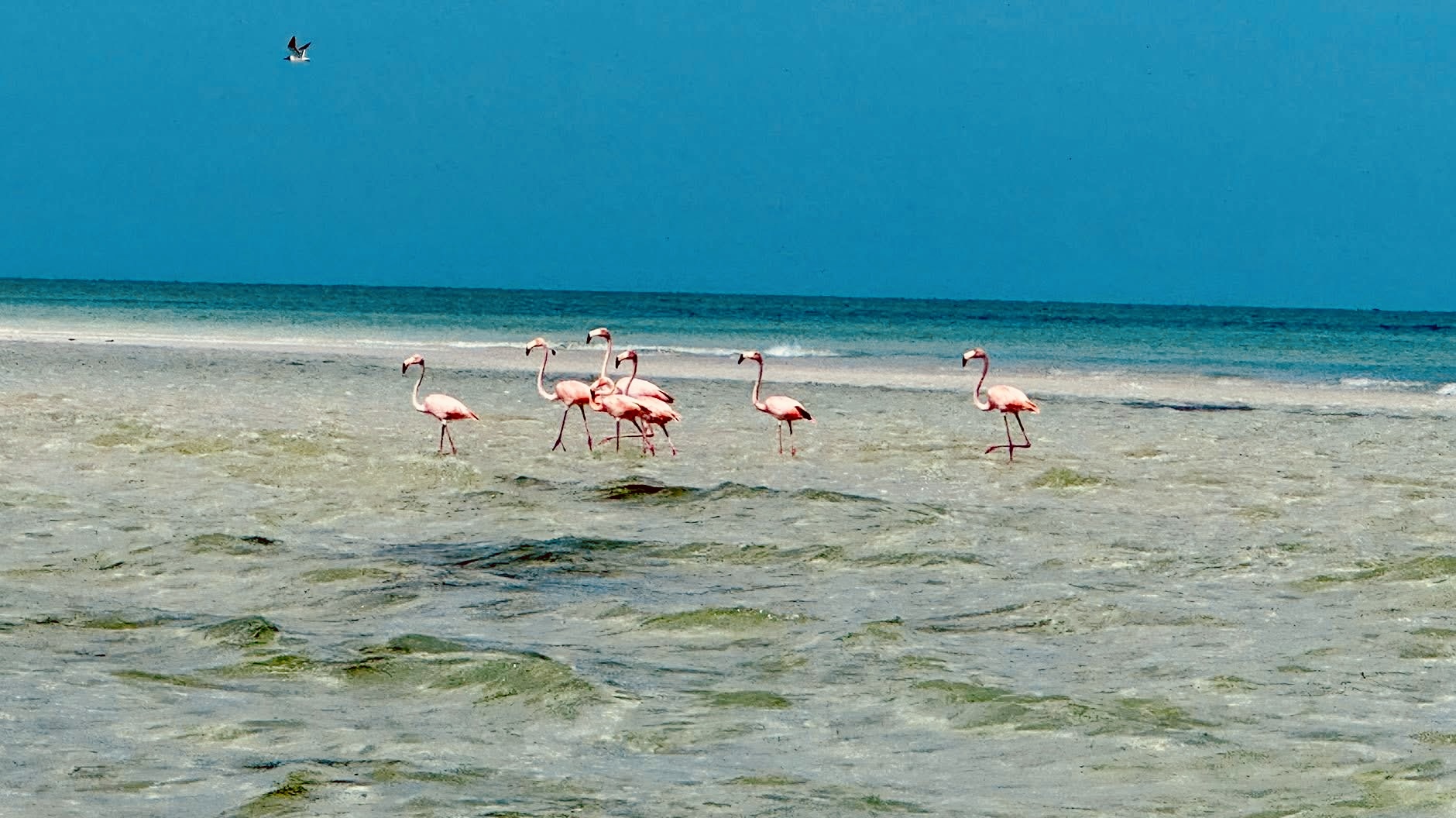 Flamingos spotted near Tarpon Springs
